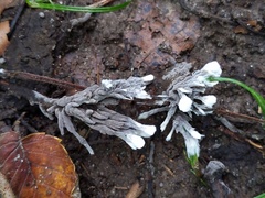 Thelephora penicillata