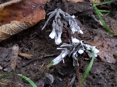 Thelephora penicillata