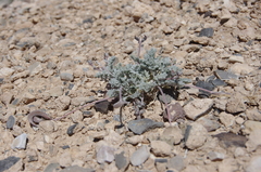 Astragalus tidestromii