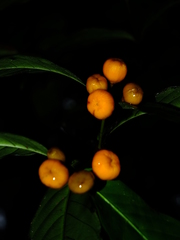 Quiina guianensis