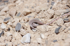 Astragalus tidestromii