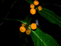 Quiina guianensis