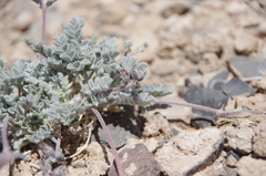 Astragalus tidestromii