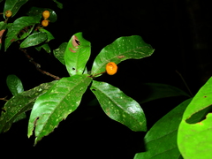Quiina guianensis