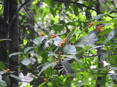 Quiina guianensis