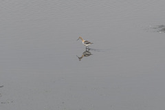 Recurvirostra americana