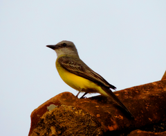 Tyrannus melancholicus