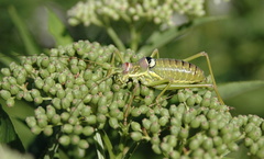 Ephippiger discoidalis