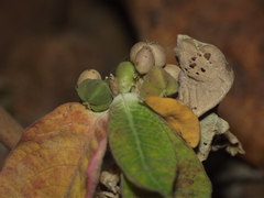 Euphorbia heterophylla