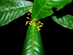 Quiina guianensis