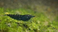 Caridina serrata