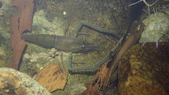 Macrobrachium formosense