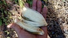 Pseudobombax ellipticum