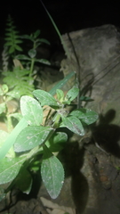Limnophila chinensis