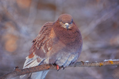 Columba livia domestica