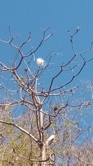 Pseudobombax ellipticum