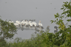 Pelecanus erythrorhynchos
