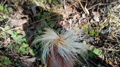 Pseudobombax ellipticum