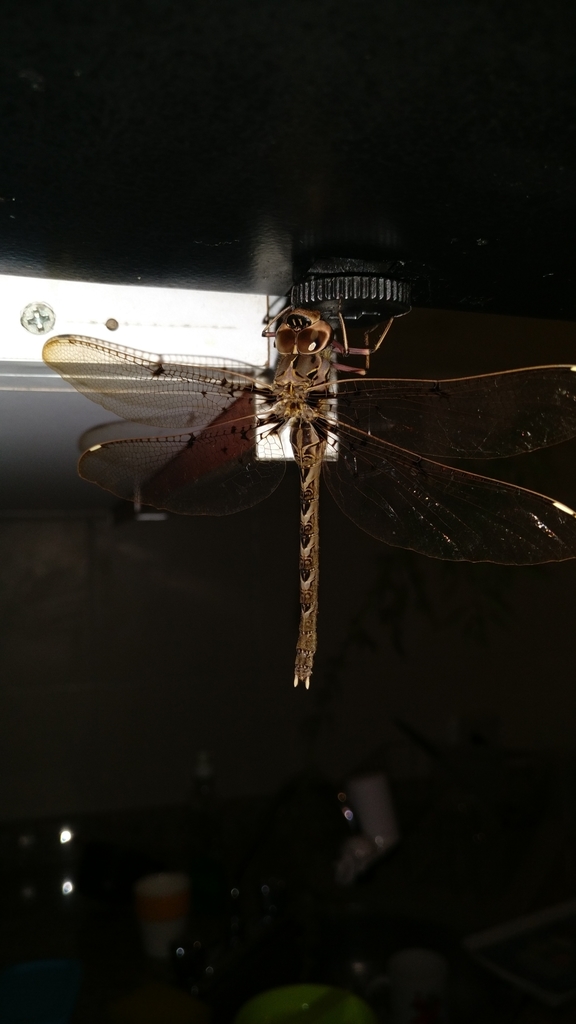 Allopetalia