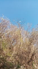 Pseudobombax ellipticum