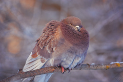 Columba livia domestica