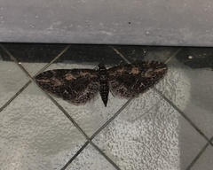 Eupithecia gilvipennata