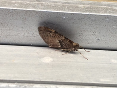 Stamnodes coenonymphata