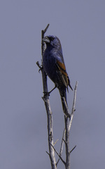 Passerina caerulea