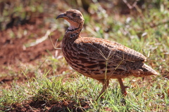 Scleroptila gutturalis
