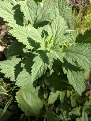 Verbena lasiostachys