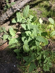 Verbena lasiostachys