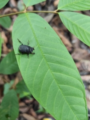 Dichotomius fortepunctatus