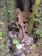 Enyalioides