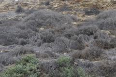 Aphanisma blitoides