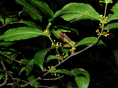 Quiina guianensis