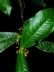 Quiina guianensis