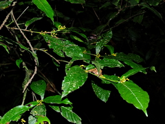 Quiina guianensis