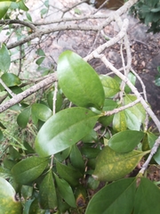 Canthium suberosum