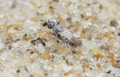 Parathalassius melanderi