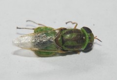 Hedriodiscus trivittatus