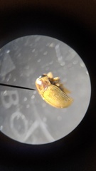 Melixanthus