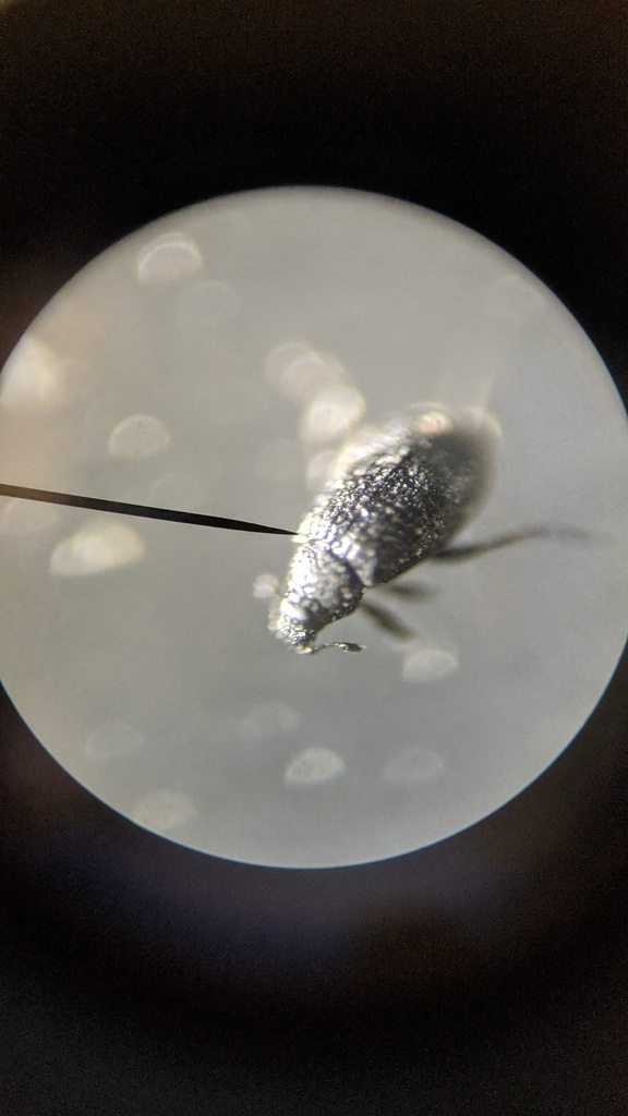 Rhamphus micros