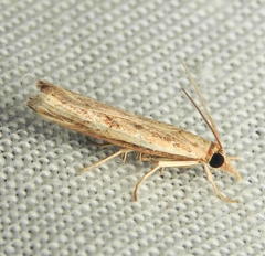 Fissicrambus profanellus