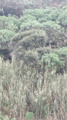 Olea europaea cerasiformis