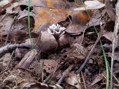 Thelephora anthocephala