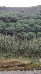 Olea europaea cerasiformis
