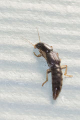 Pinophilus