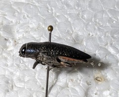 Lampetis svobodai
