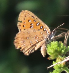 Aloeides damarensis
