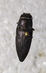Lampetis svobodai